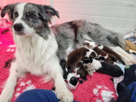 Border Collie for sale by RAVENMYST