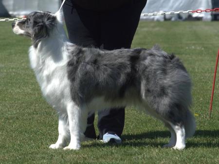 Border Collie for sale by RAVENMYST