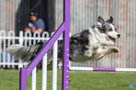 Border Collie for sale by RAVENMYST