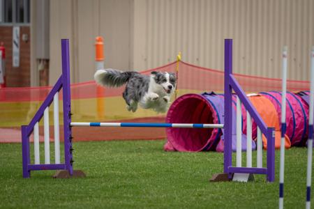 Border Collie for sale by RAVENMYST
