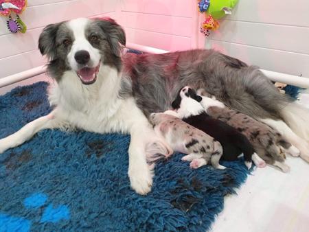 Border Collie for sale by RAVENMYST