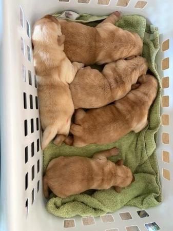 Labrador Retriever puppy for sale by WELDOR