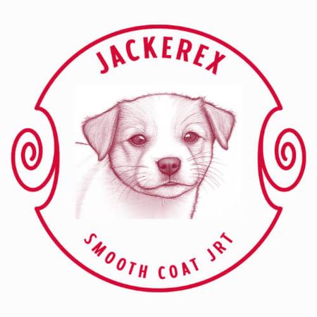 Jack Russell Terrier for sale by PAULEASTLEY