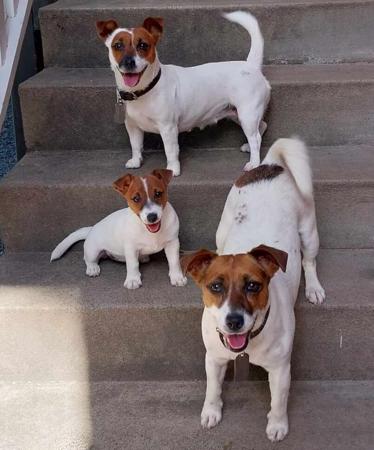 Jack Russell Terrier for sale by JACKEREX