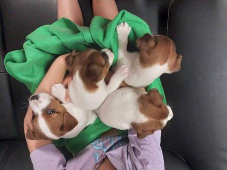 Jack Russell Terrier for sale by JACKEREX