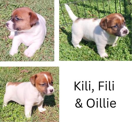 Jack Russell Terrier for sale by JACKEREX