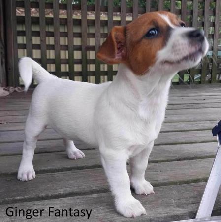 Jack Russell Terrier for sale by JACKEREX