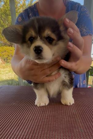 Welsh Corgi (Pembroke) for sale by ANDABANDA