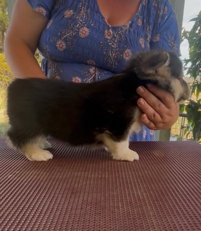 Welsh Corgi (Pembroke) for sale by ANDABANDA