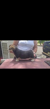 Welsh Corgi (Pembroke) for sale by ANDABANDA