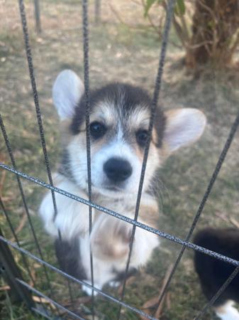 Welsh Corgi (Pembroke) for sale by ANDABANDA22