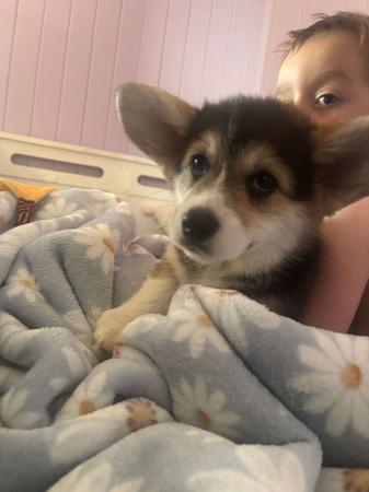 Welsh Corgi (Pembroke) for sale by ANDABANDA
