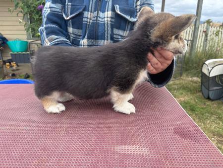 Welsh Corgi (Pembroke) for sale by ANDABANDA