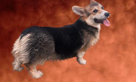 Welsh Corgi (Pembroke) dog for sale by ANDABANDA22