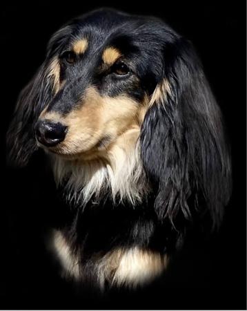 Dachshund (Miniature Long Haired) for sale by HILTOPHOUNDS