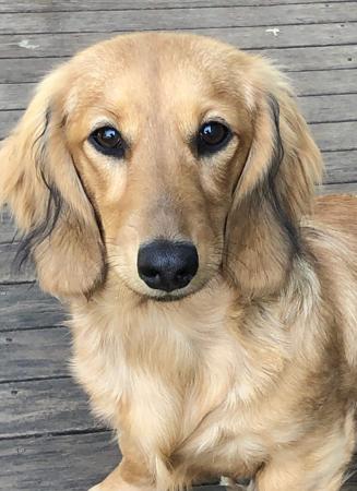 Dachshund (Miniature Long Haired) for sale by HILTOPHOUNDS