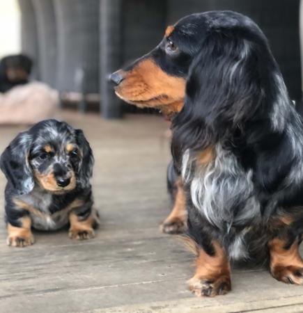 Dachshund (Miniature Long Haired) for sale by HILTOPHOUNDS