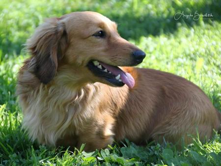 Dachshund (Miniature Long Haired) for sale by HILTOPHOUNDS