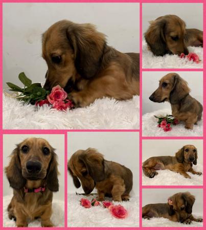 Dachshund (Miniature Long Haired) puppy for sale by HILTOPHOUNDS