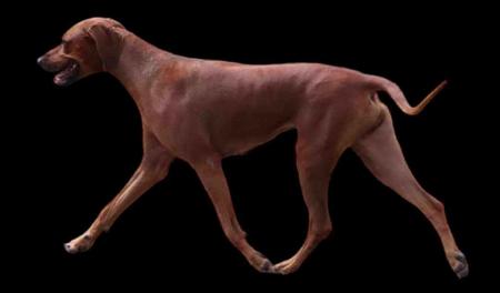 Rhodesian Ridgeback for sale by MHANYAI