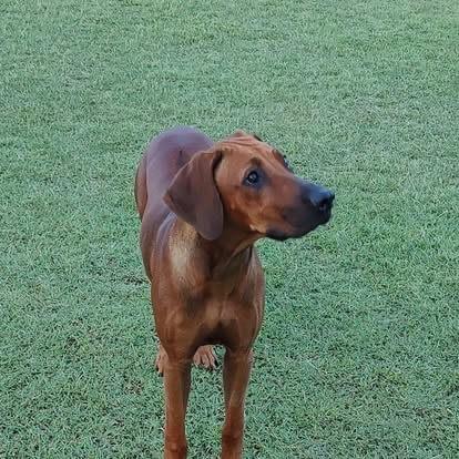 Rhodesian Ridgeback for sale by MHANYAI