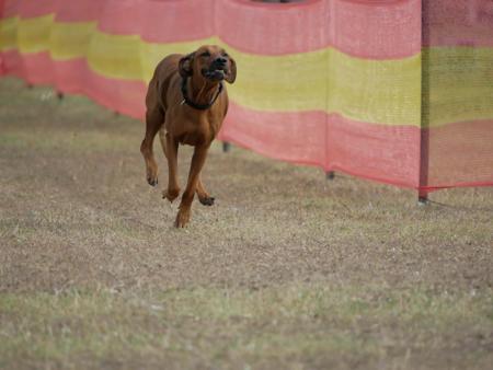 Rhodesian Ridgeback for sale by MHANYAI