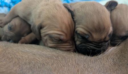 Rhodesian Ridgeback puppy for sale by MHANYAI