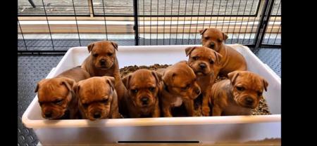Staffordshire Bull Terrier for sale by ULTIMATESTAF