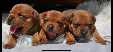 Staffordshire Bull Terrier for sale by ULTIMATESTAF