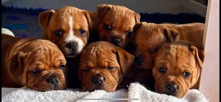 Staffordshire Bull Terrier for sale by ULTIMATESTAF