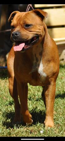 Staffordshire Bull Terrier for sale by ULTIMATESTAF