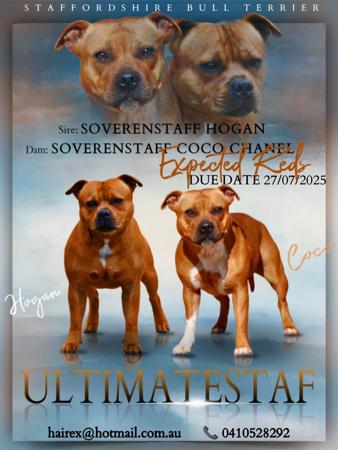 Staffordshire Bull Terrier for sale by ULTIMATESTAF