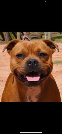 Staffordshire Bull Terrier for sale by ULTIMATESTAF