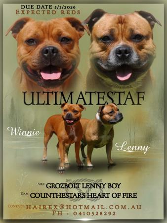 Staffordshire Bull Terrier for sale by ULTIMATESTAF
