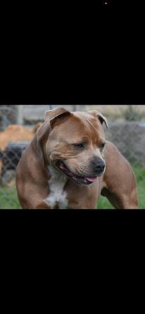 Staffordshire Bull Terrier for sale by ULTIMATESTAF
