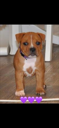 Staffordshire Bull Terrier for sale by ULTIMATESTAF
