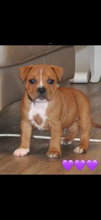 Staffordshire Bull Terrier for sale by ULTIMATESTAF