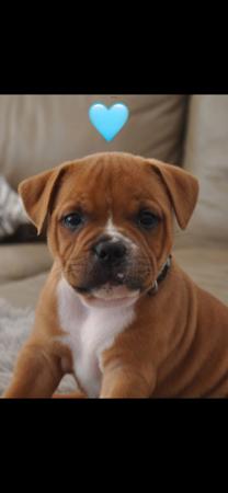 Staffordshire Bull Terrier for sale by ULTIMATESTAF