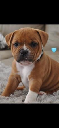 Staffordshire Bull Terrier for sale by ULTIMATESTAF