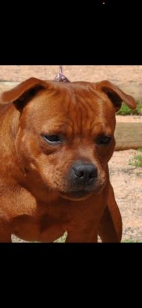 Staffordshire Bull Terrier for sale by ULTIMATESTAF
