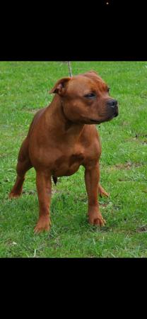 Staffordshire Bull Terrier for sale by ULTIMATESTAF