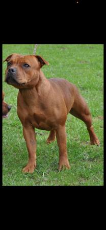 Staffordshire Bull Terrier for sale by ULTIMATESTAF