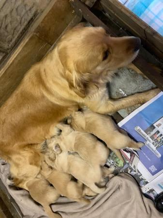 Golden Retriever puppy for sale by DUNEED