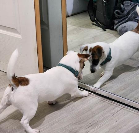 Jack Russell Terrier for sale by RAVENROC