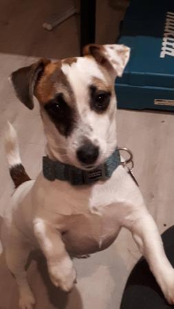 Jack Russell Terrier for sale by RAVENROC