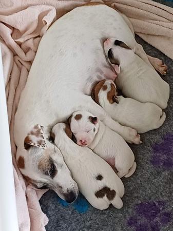 Jack Russell Terrier for sale by RAVENROC