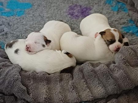 Jack Russell Terrier for sale by RAVENROC