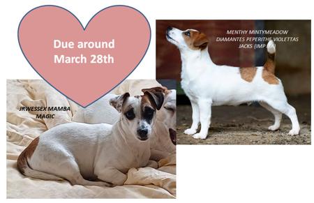 Jack Russell Terrier for sale by RAVENROC