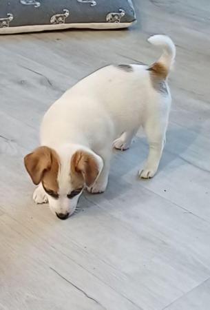 Jack Russell Terrier puppy for sale by RAVENROC