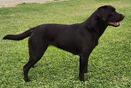 Labrador Retriever for sale by WOODLANDLABS